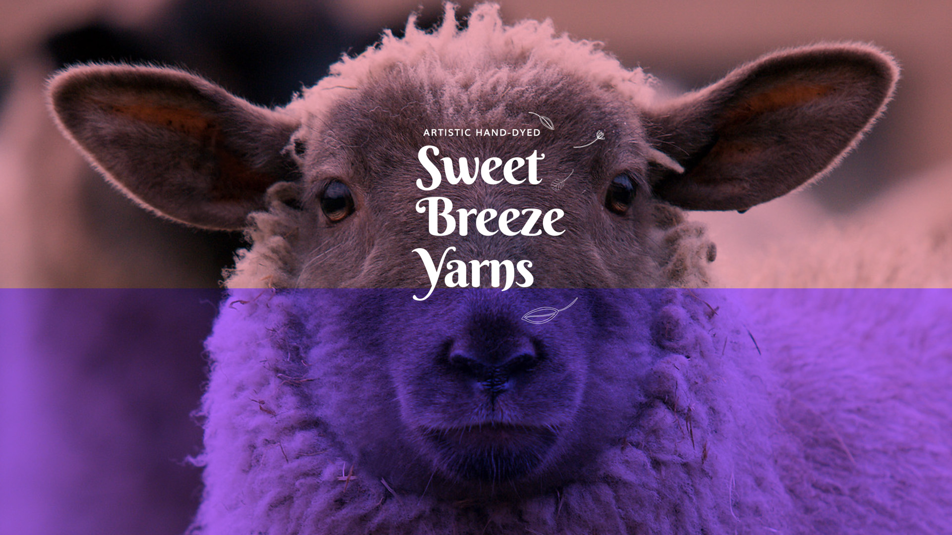 Imagem de fundo de ovelha com logotipo Sweet Breeze Yarns aplicado.