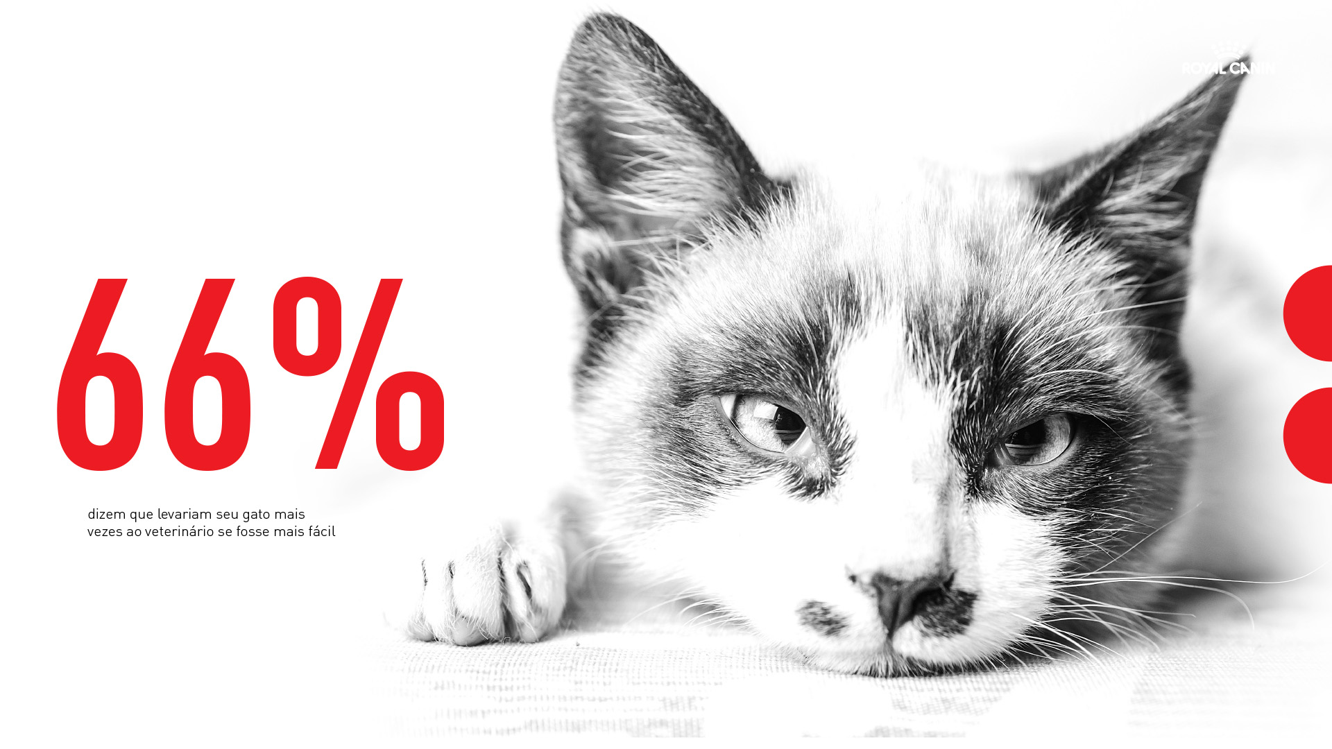 Imagem com gato e dados sobre visitas de gatos ao veterinário. Conceito Royal Canin.