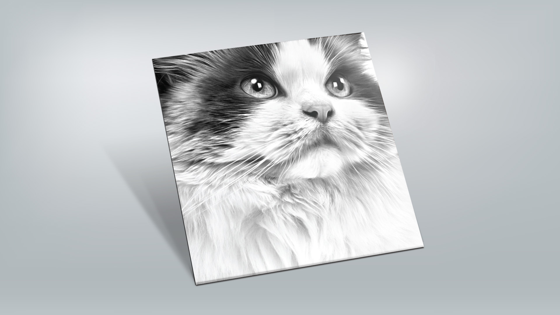 Imagem de envelope para envio de press kit da campanha Meu Gato No Vet Royal Canin.