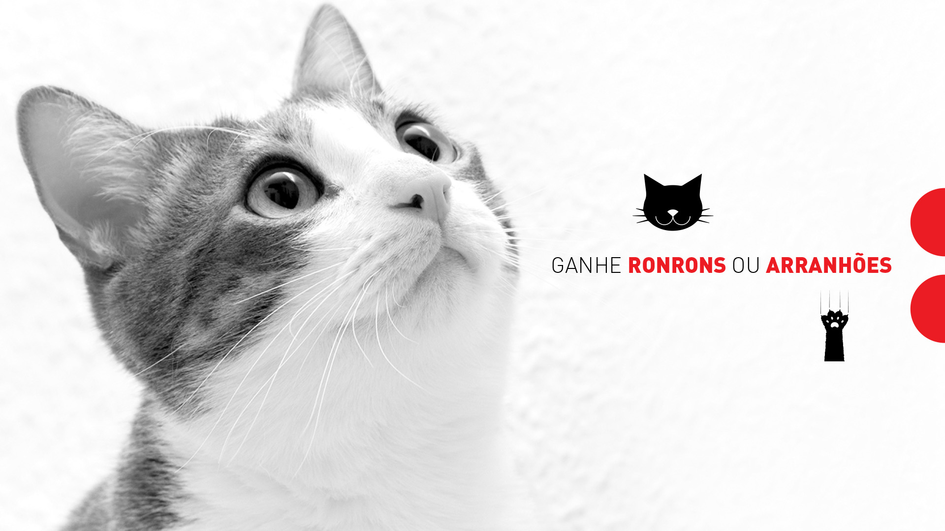 Imagem de gato da campanha Meu Gato No Vet Royal Canin.