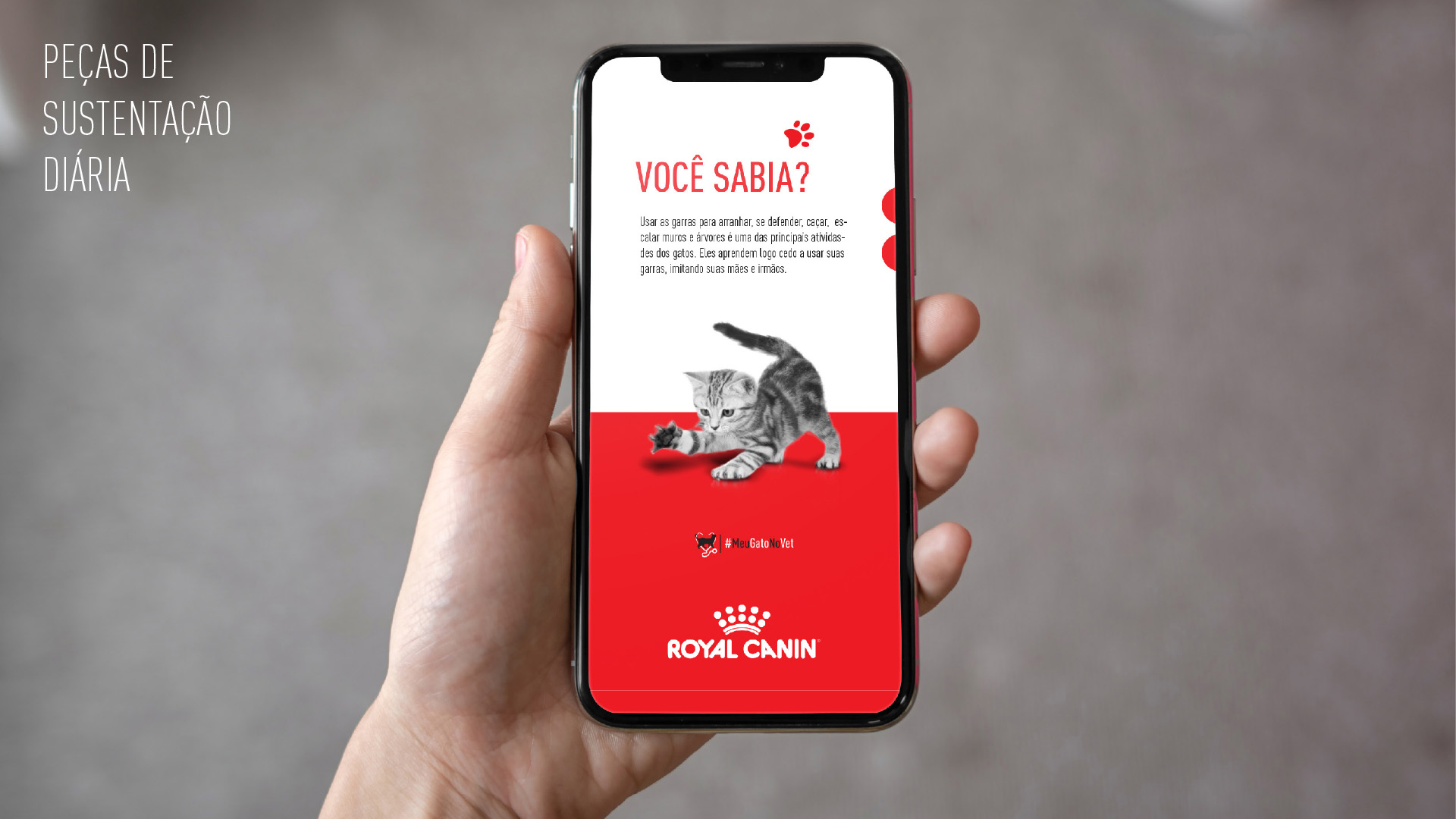 Foto de mão segurando celular com comunicação da campanha Meu Gato No Vet Royal Canin.